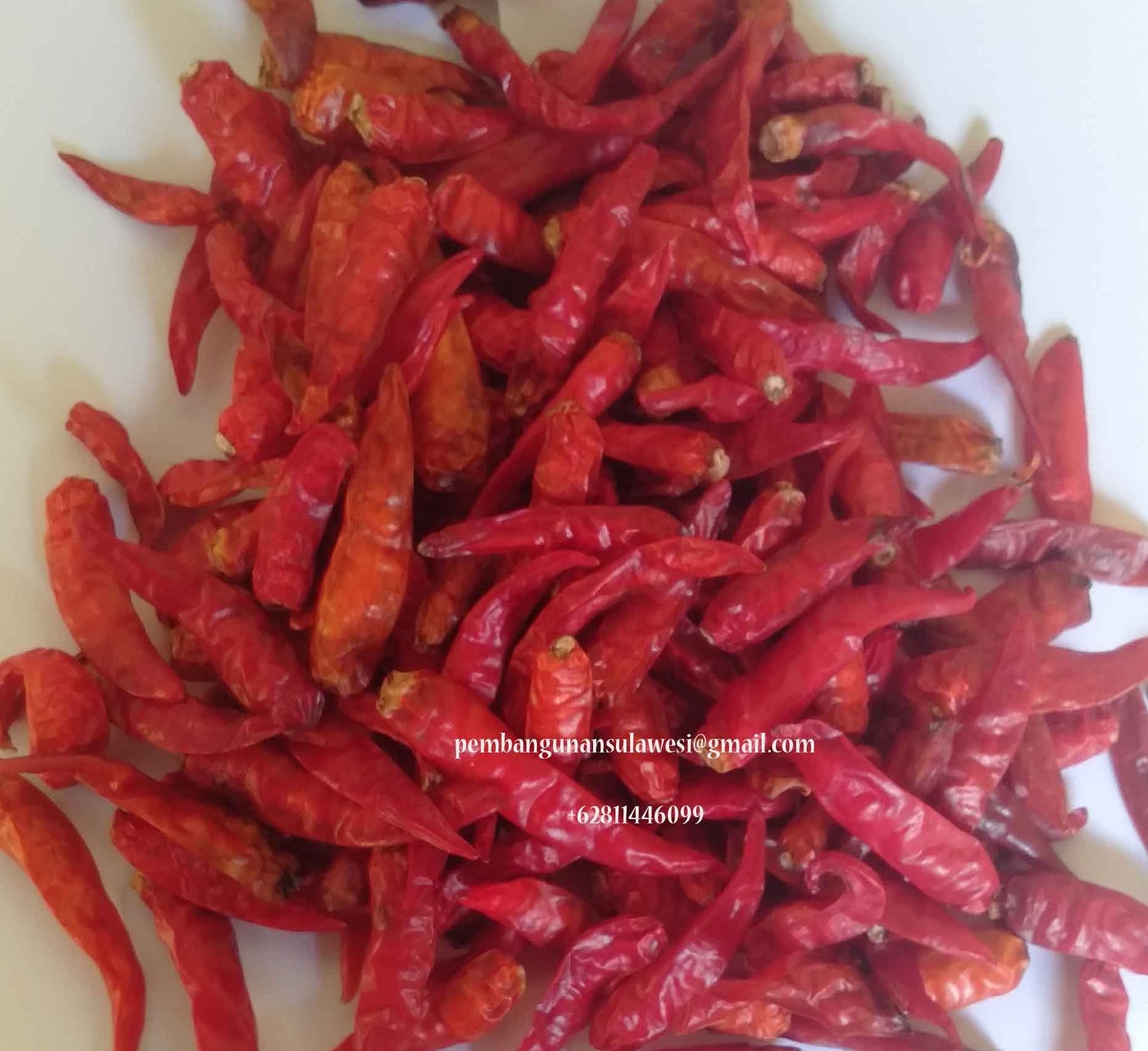 High Demand Best Quality Fresh Spicy Red Hot Chili for Bulk Purchase