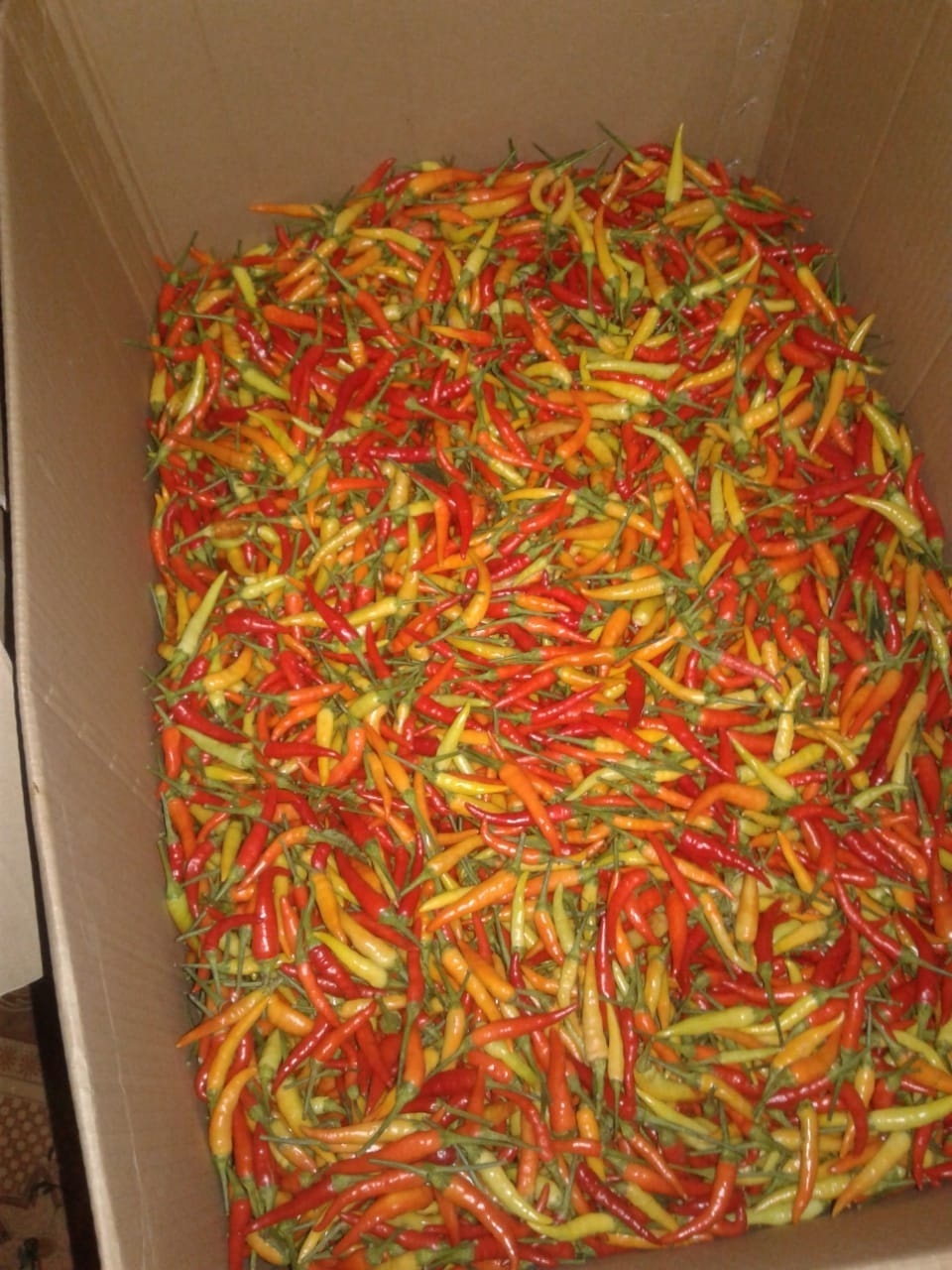 Dry hot Chili From Indonesia At Bulk Price