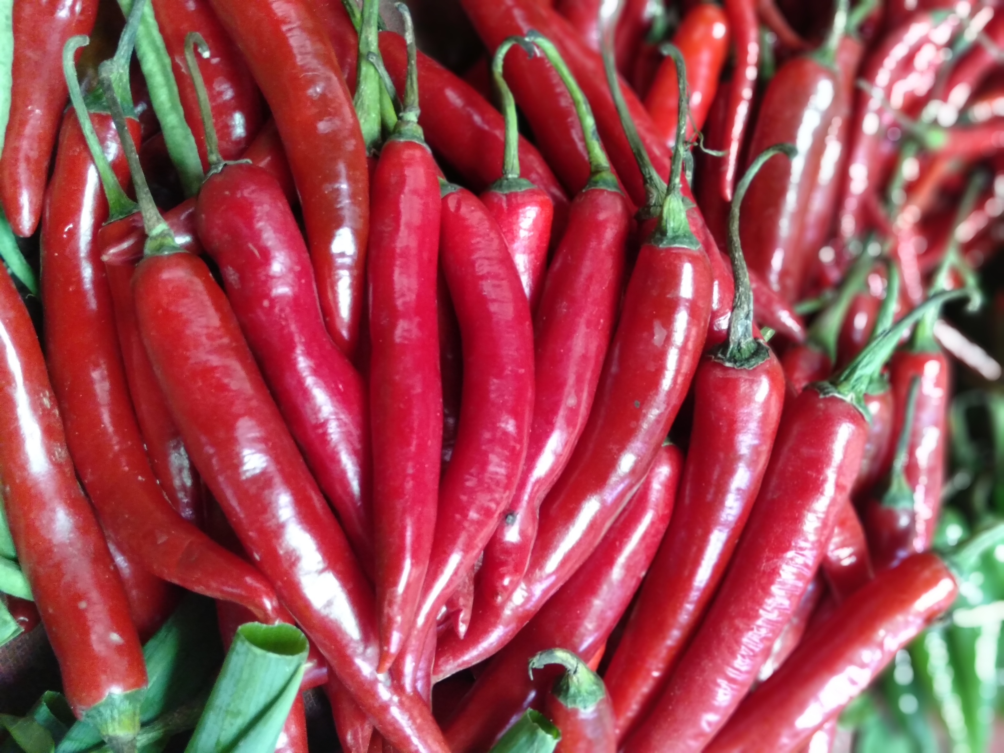 Fresh Red Chili Pepper Super Hot From Central Indonesia