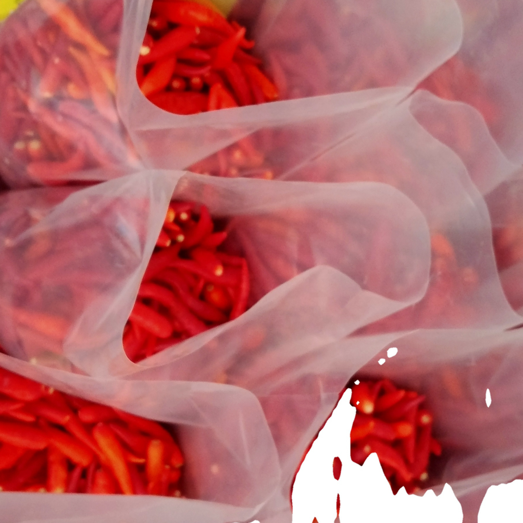 Bulk Stock Super Hot Fresh Red Chili Pepper from Trusted Exporter