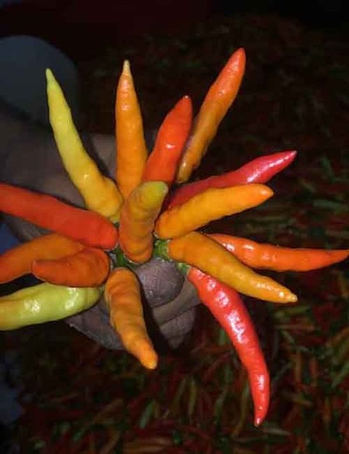 Fresh Red Chili Pepper Super Hot From Central Indonesia