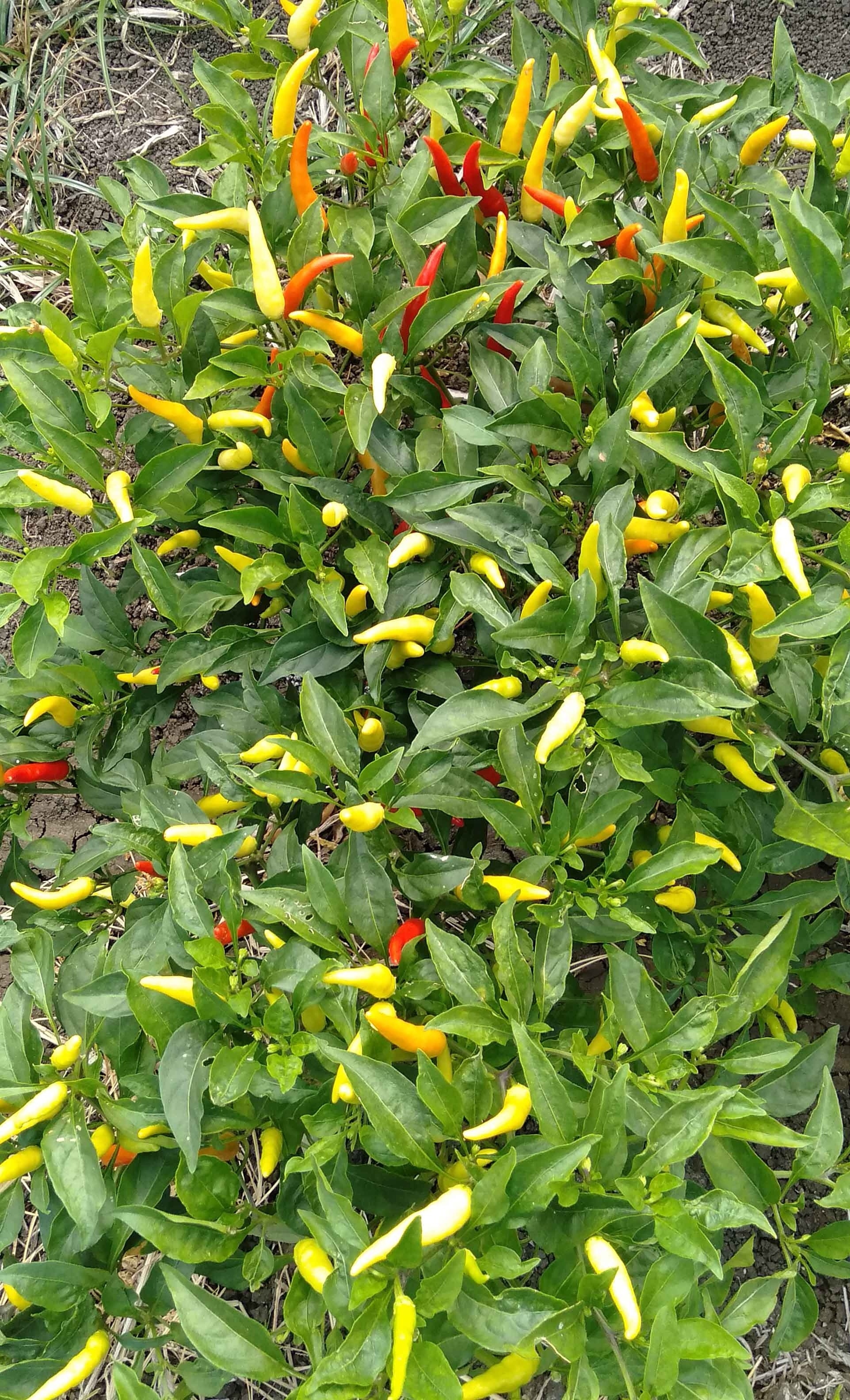 Dry hot Chili From Indonesia At Bulk Price