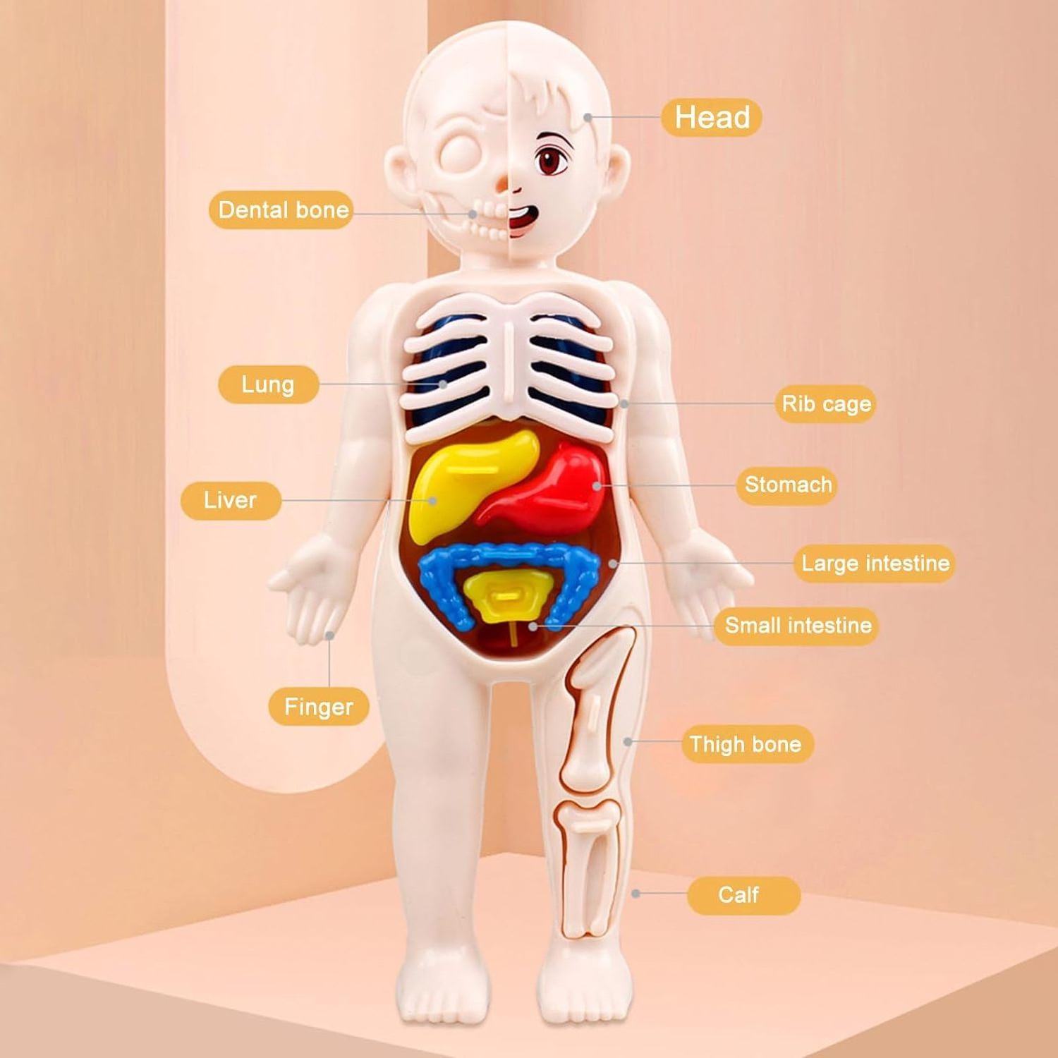 Human Body Parts Learning & Education Science Kit for Kids Interactive Removable Squishy Human Body for 8-12 Years