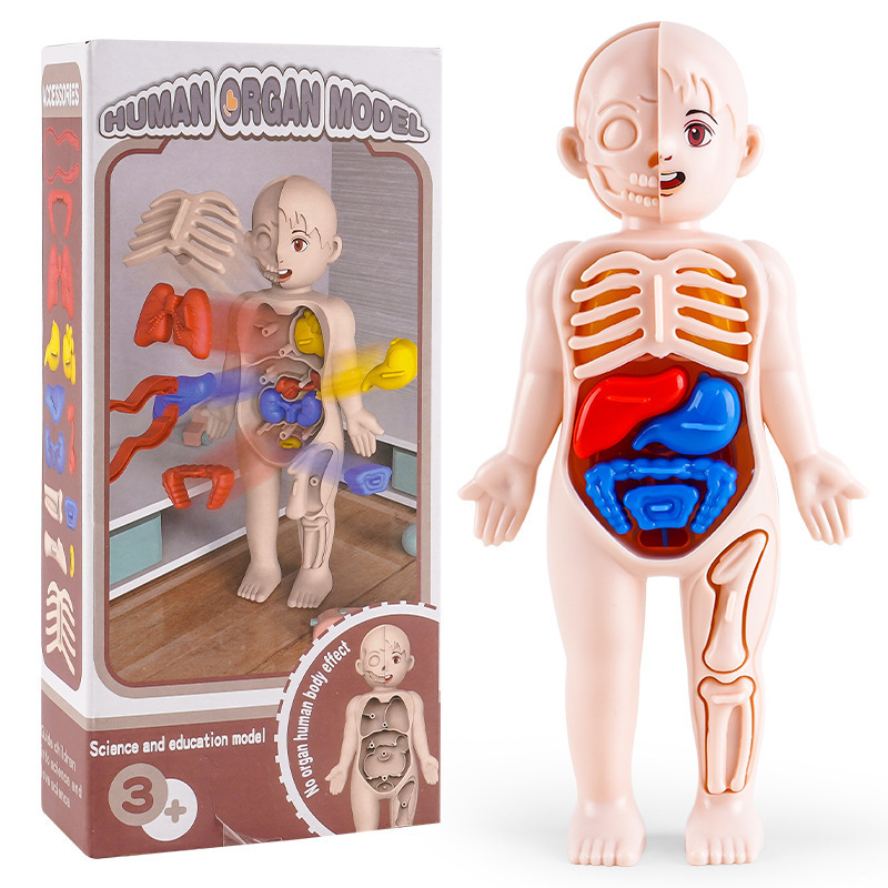 Human Body Parts Learning & Education Science Kit for Kids Interactive Removable Squishy Human Body for 8-12 Years