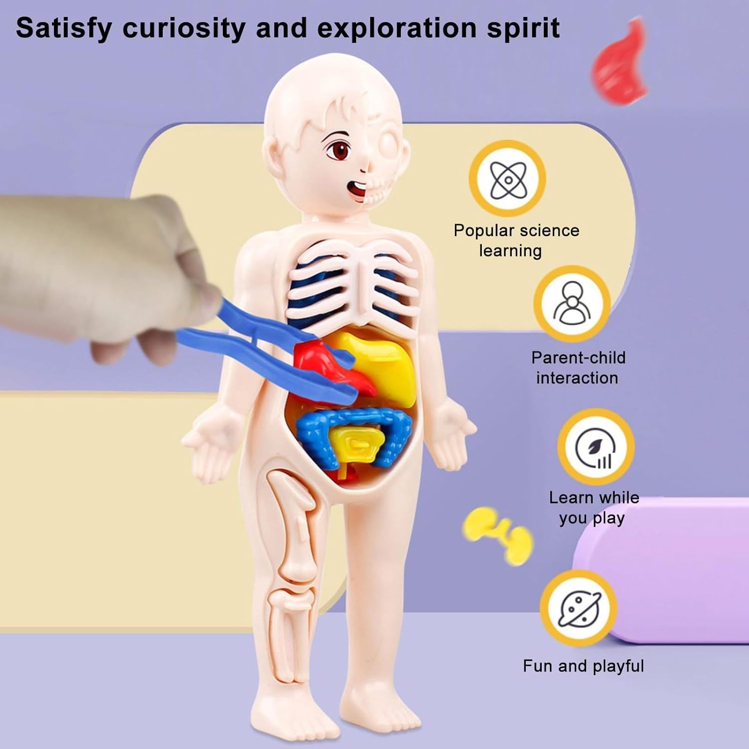 Human Body Parts Learning & Education Science Kit for Kids Interactive Removable Squishy Human Body for 8-12 Years