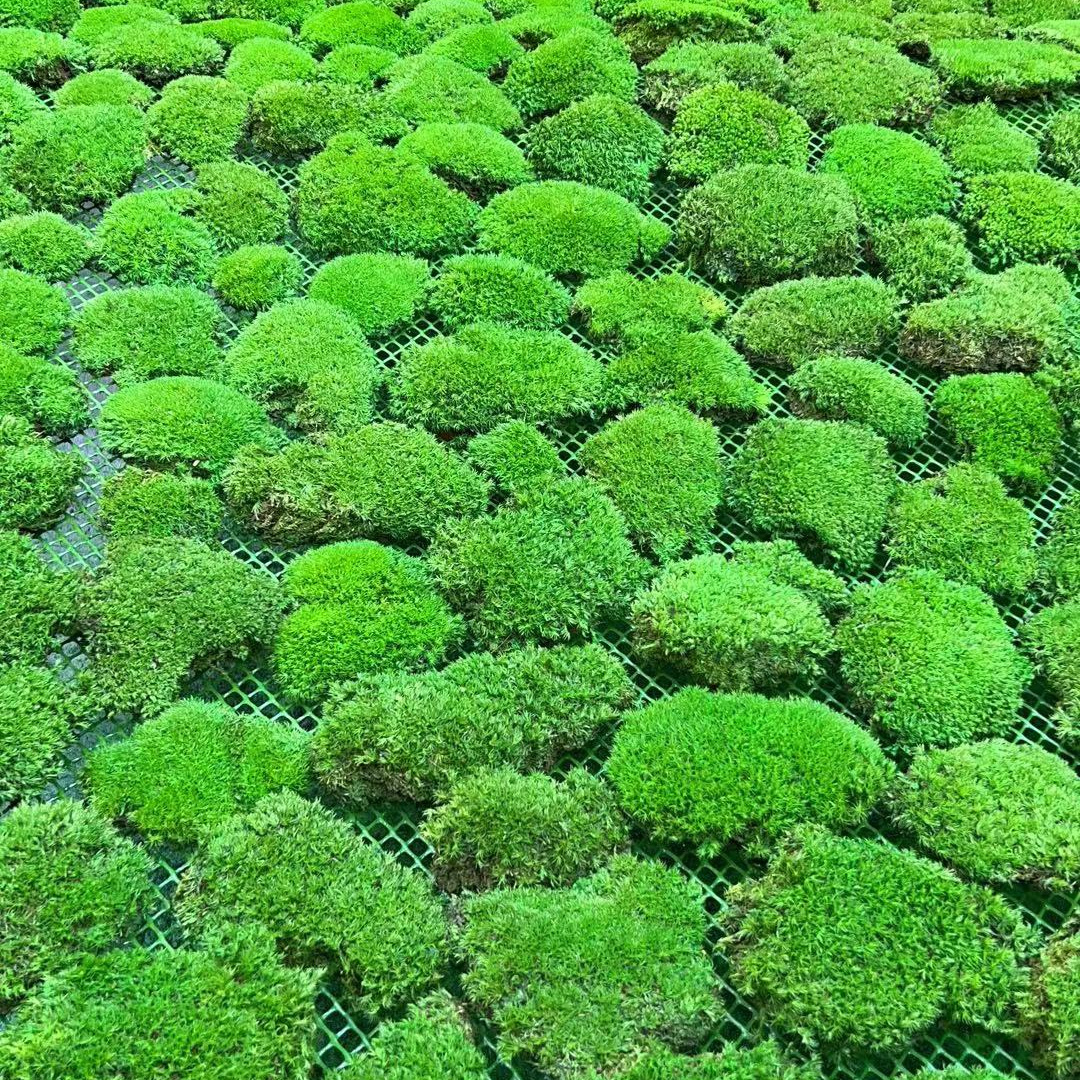 Indoor Dried Moss Balls Artificial Marimo Moss Ball For Decoration marimo moss balls