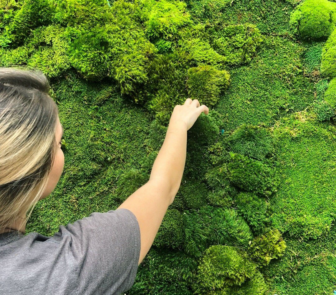 Perfect for terrariums,  walls, fairy gardens, floral projects, centerpieces, orchid decor Preserved Reindeer Moss