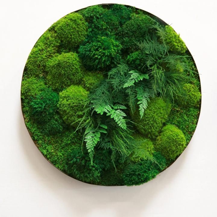 Natural Green Wall Decor FuncyFlora 500g Package Preserved Natural Moss Christmas decoration 2023