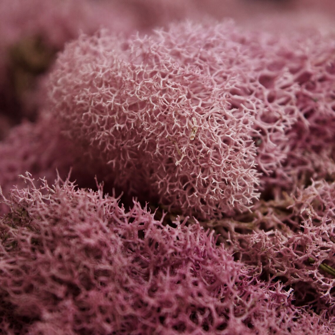 Perfect for terrariums,  walls, fairy gardens, floral projects, centerpieces, orchid decor Preserved Reindeer Moss