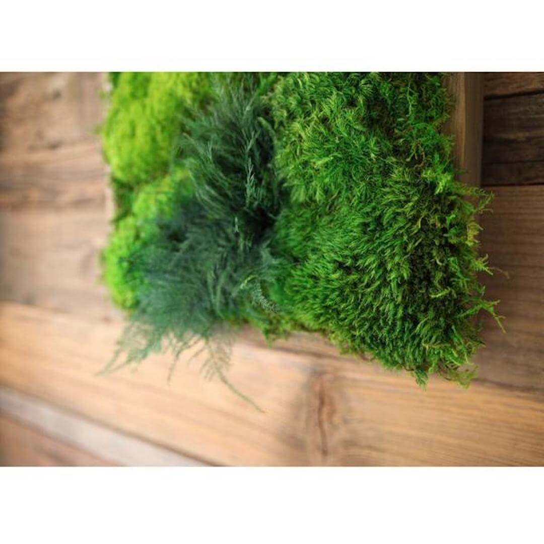 Natural Green Wall Decor FuncyFlora 500g Package Preserved Natural Moss Christmas decoration 2023