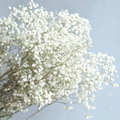 gypsophila bouquet Preserved babys breath flowers white color dried flowers baby s breathe for wedding or house decoration