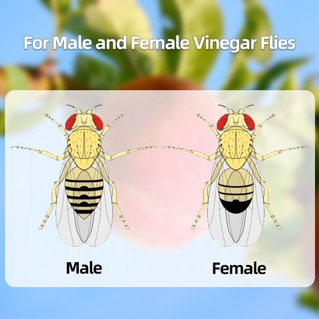 Effective Fruit Fly Traps Small Fruit Fly Killer For Orchard New Products