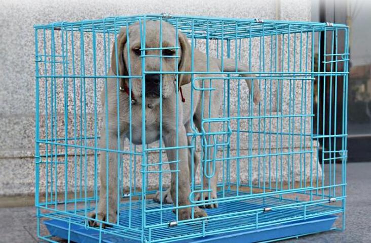 Metal foldable large dog cage collapsible pet cage kennel Mesh dog cage