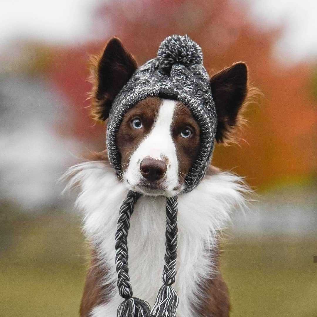 Winter Cotton Pets Hats Thick Keep Warm Hats for Puppy Dog and Cats