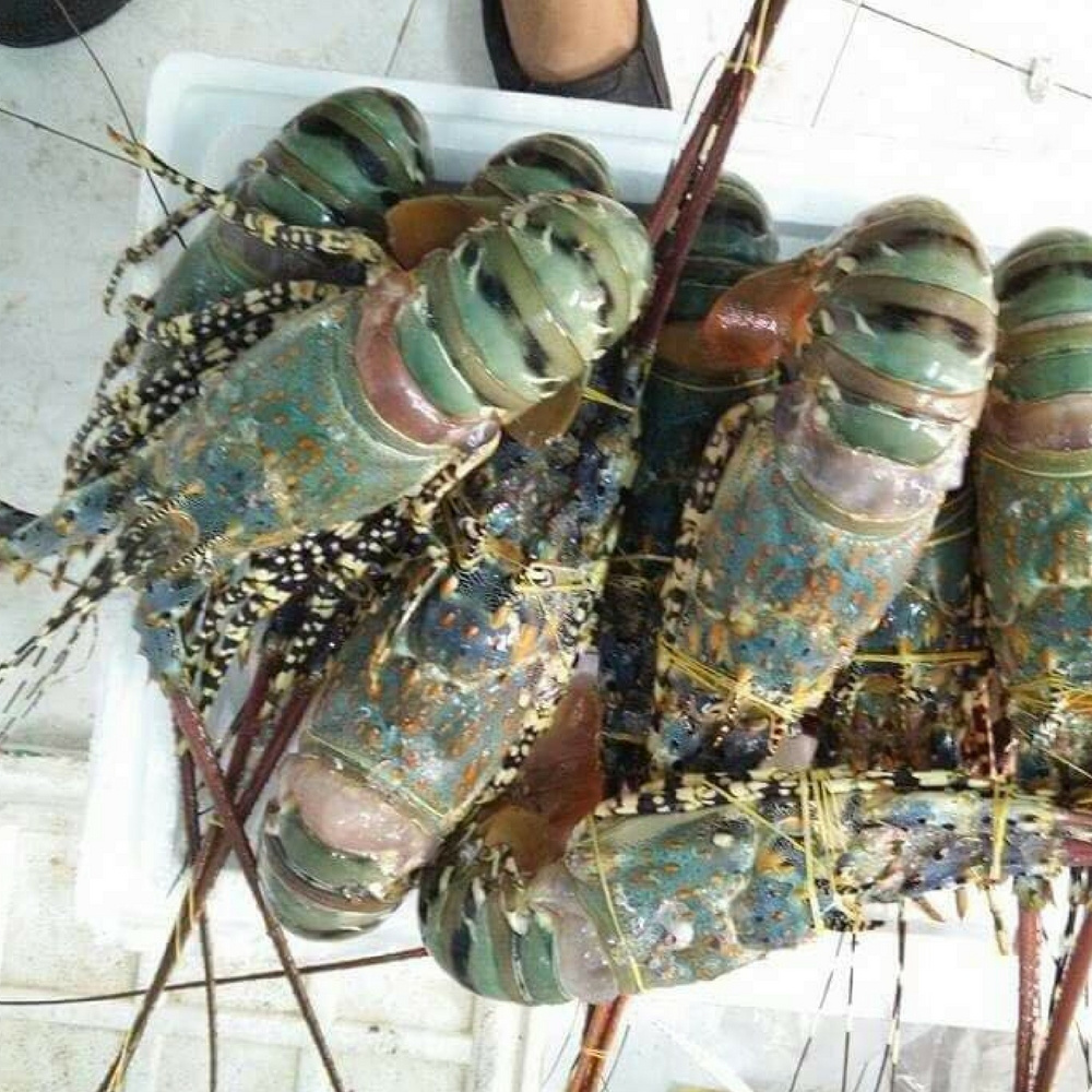 Red claw live frozen lobster(crayfish) for sale