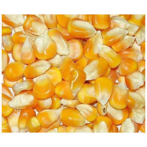 Frozen sweet corn kernels / Frozen corn on the cob / Frozen white corn