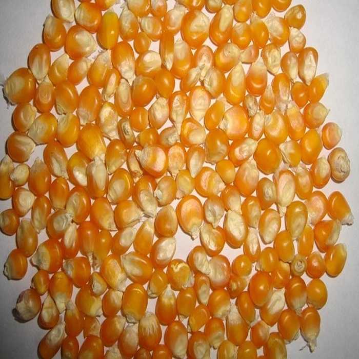 Rich in high quality vitamins Pure natural Bags Organic Sweet Dry Baby Corn Yellow Maize Corn