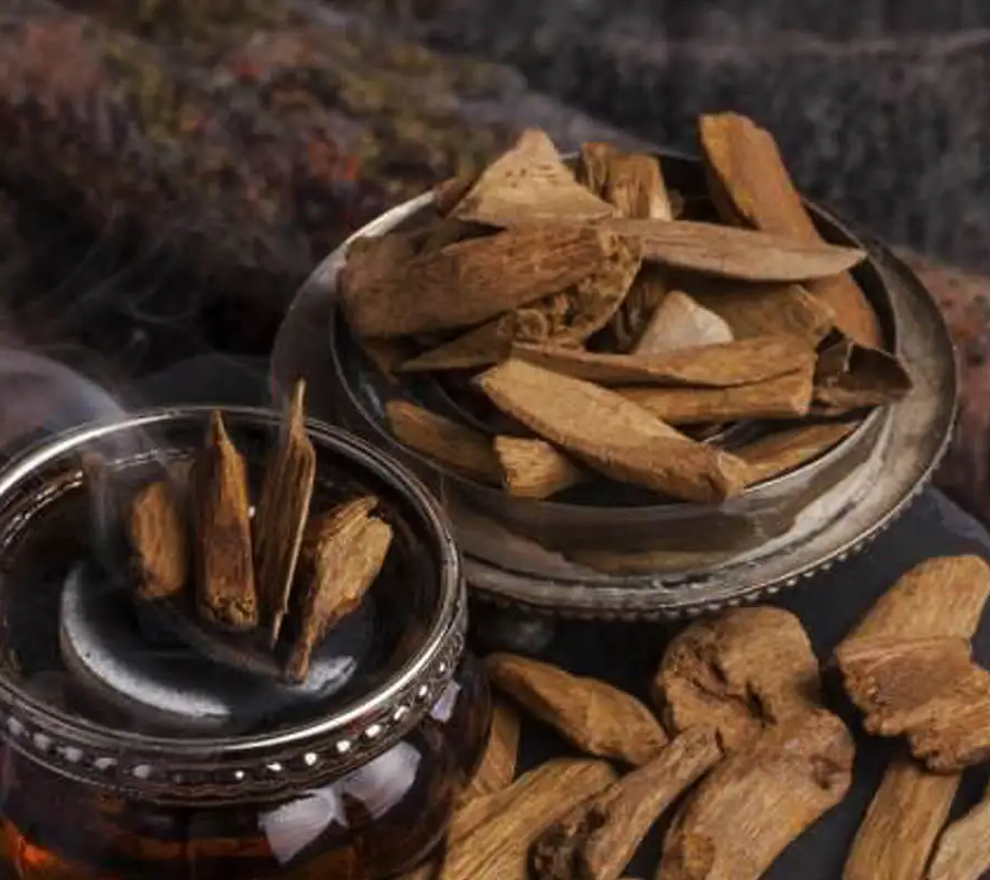 Agarwood Seed, wood and Oil supplier at wholesale price from Asia