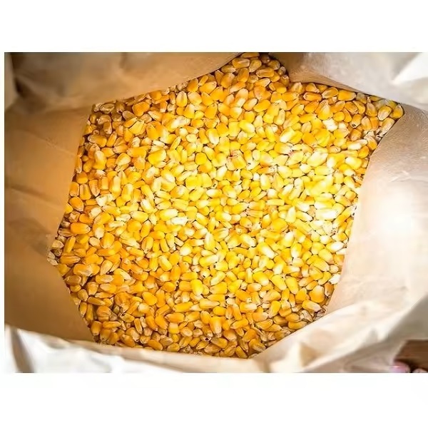 Delicious yellow IQF sweet corn whole 18-20cm frozen corn / Hot Selling Top Grade Frozen Iqf sweet corn Yellow