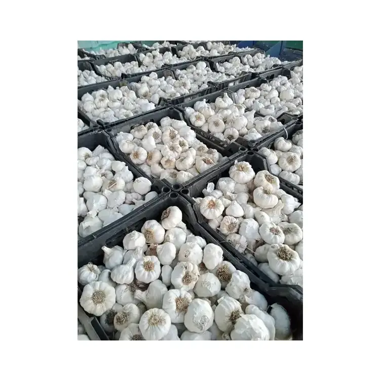 Box Packing Fresh China 2023 Crop Garlic Price 2023 Fresh New Chinese wholesale garlic vacuum peeled Garlic in bulk