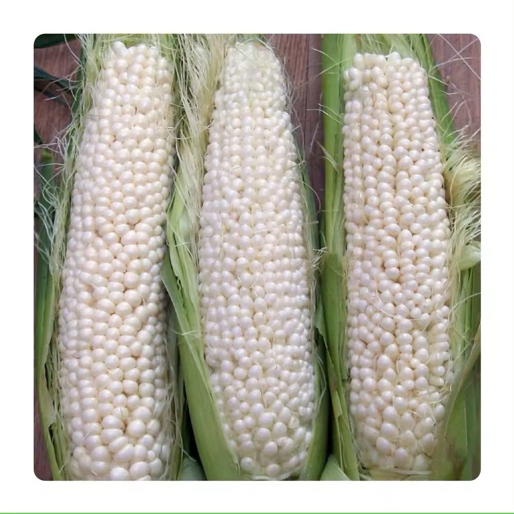 Delicious yellow IQF sweet corn whole 18-20cm frozen corn / Hot Selling Top Grade Frozen Iqf sweet corn Yellow