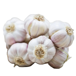 Box Packing Fresh China 2023 Crop Garlic Price 2023 Fresh New Chinese wholesale garlic vacuum peeled Garlic in bulk