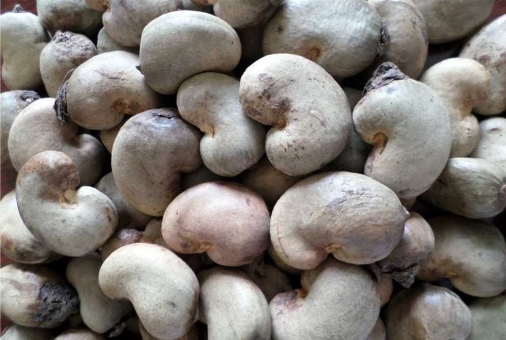 Best Price High-Quality Cashew Nuts Salted Roasted from Vietnam Cayu Cashew Full Organic Guaranteed Superior Quality