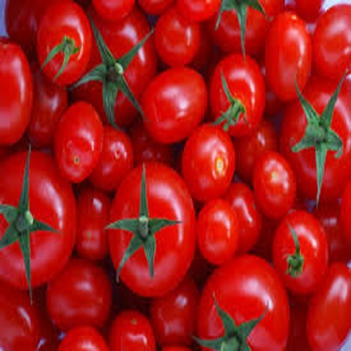 Wholesale Box Style Storage Packaging Fresh Tomato Price Fresh Tomatoes Albania Fresh Cherry Tomato best price