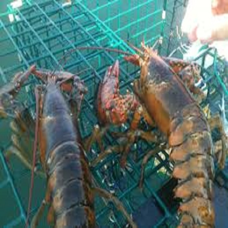 Competitive Price Good Grade Frozen Scalloped Spiny Lobster With Raw Lobster cheap price