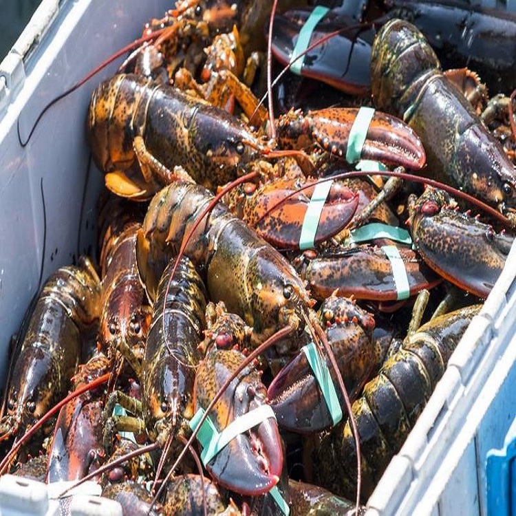 Competitive Price Good Grade Frozen Scalloped Spiny Lobster With Raw Lobster cheap price