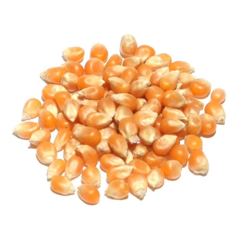 2024 Sweet Yellow Corn / Non GMO Yellow Corn In Bulk Manufacturer From Tanzania Wholesale For Export Newest Crop