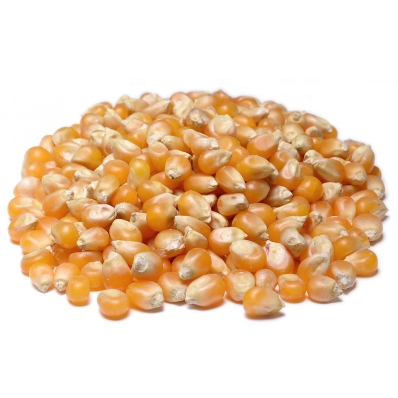 2024 Sweet Yellow Corn / Non GMO Yellow Corn In Bulk Manufacturer From Tanzania Wholesale For Export Newest Crop