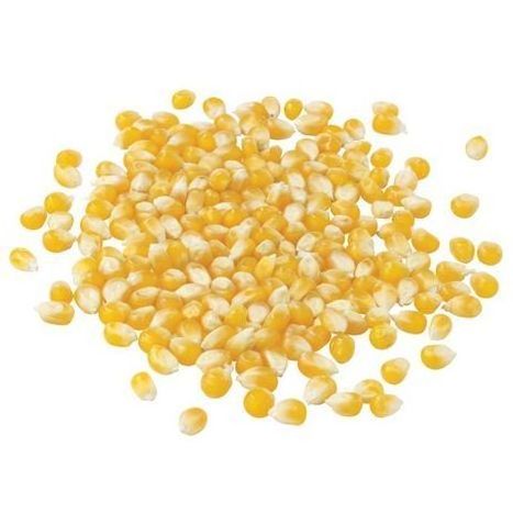 2024 Sweet Yellow Corn / Non GMO Yellow Corn In Bulk Manufacturer From Tanzania Wholesale For Export Newest Crop