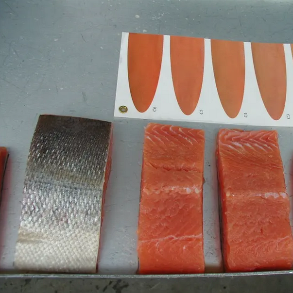 Whole Salmon Fish with Head/Gutted Salmon Factory Wholesale Price