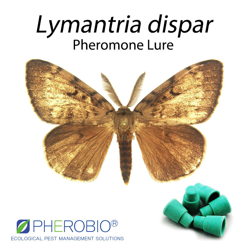 Gypsy moth Lymantria dispar pheromone lure pheromone trap