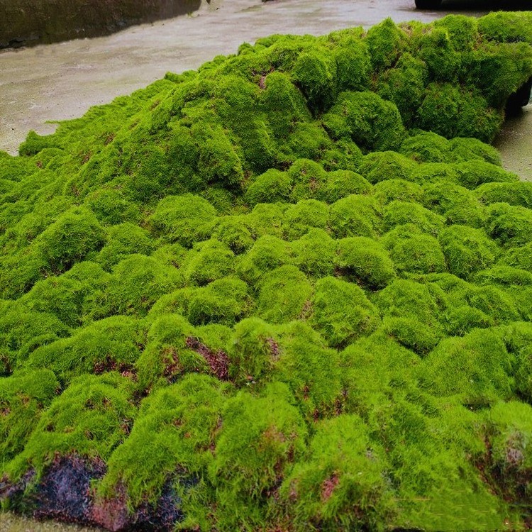 Factory Artificial Moss Green Emulational Lawn Background Wall Window Green Plant Art Decoration Artificial Fake Moss Panels