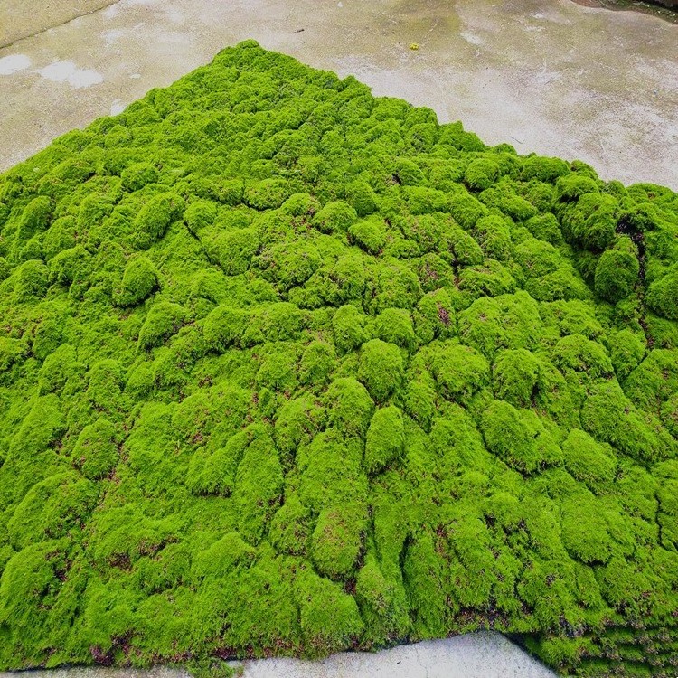 Factory Artificial Moss Green Emulational Lawn Background Wall Window Green Plant Art Decoration Artificial Fake Moss Panels