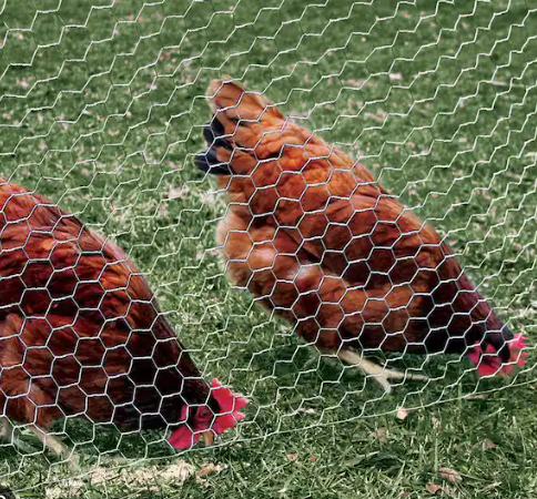 Rabbit Chicken Coop Wire Netting 1/2