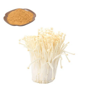 Best Price High quality  Free Sample Enoki Mushroom Extract Powder on sale