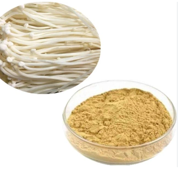 Best Price High quality  Free Sample Enoki Mushroom Extract Powder on sale