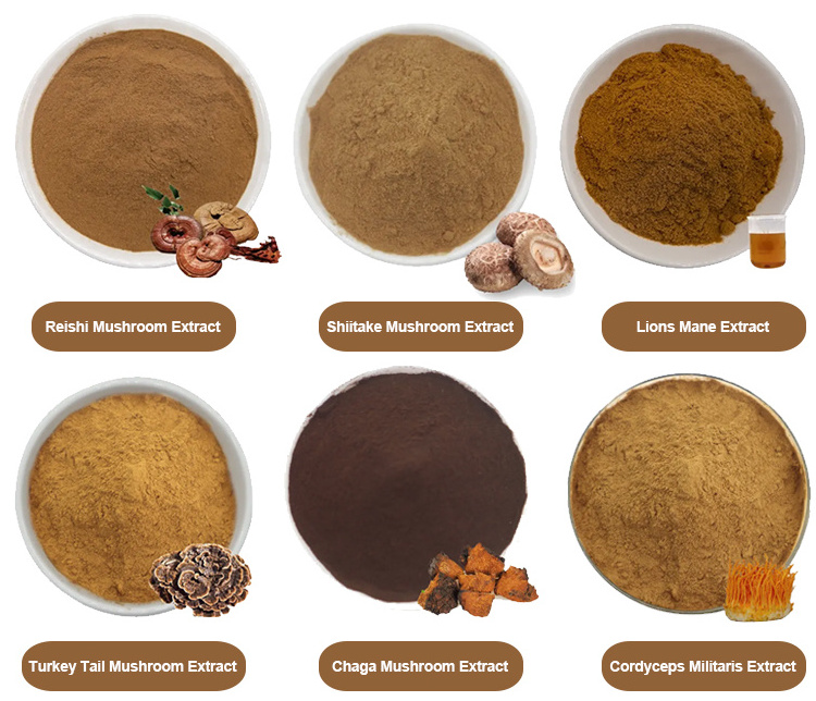 Wholesale Private Label Organic Shitake Lion Mane Turkey Tail  Chaga Reishi Cordyceps Militaris Mushroom Powder Blend