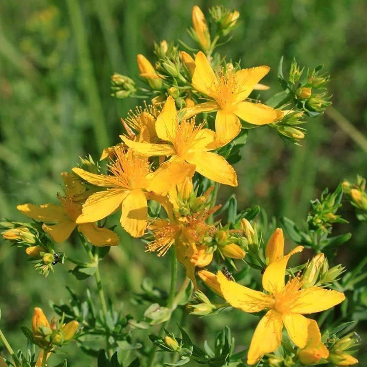 Hypericum Perforatum Extract 0.3% Hypericin St John's Wort Extract