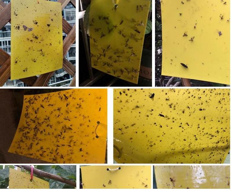 Flying Insect Killers Yellow Sticky Fruit Fly Sticky Traps Killing Aphids Plate Stick Insect Whitefly StickyPaper