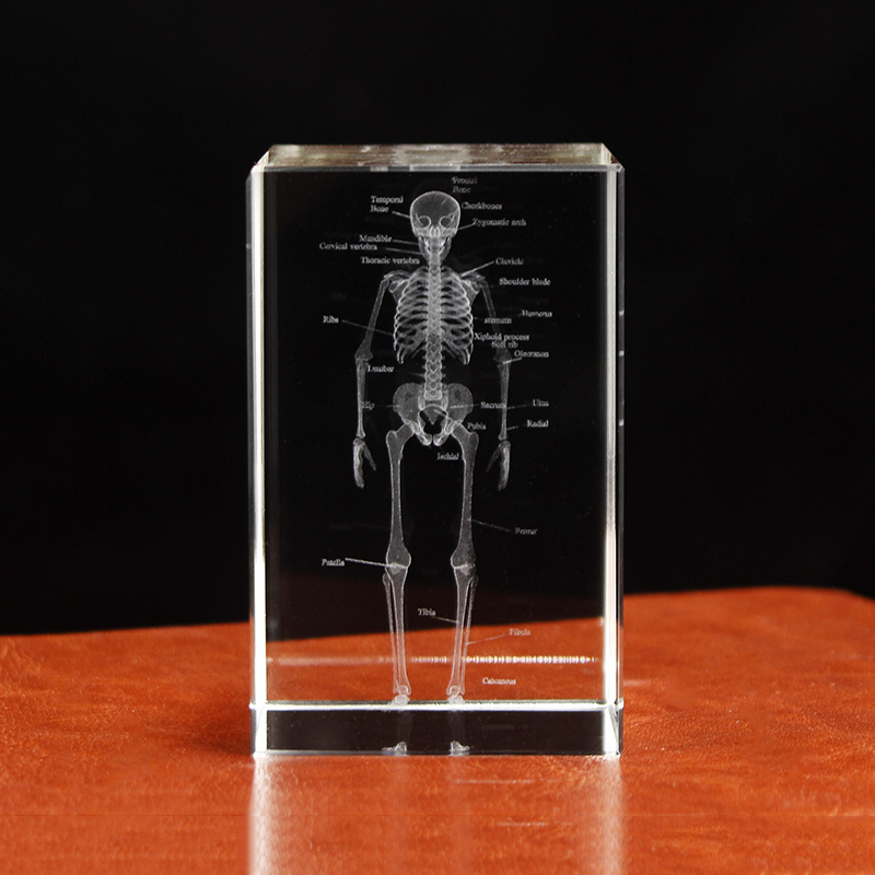 3D Laser Engraved Human Anatomical Skeleton Cube Model K9 Crystal Craft Ornament Thinking Medical Science Gifts Home Decoration