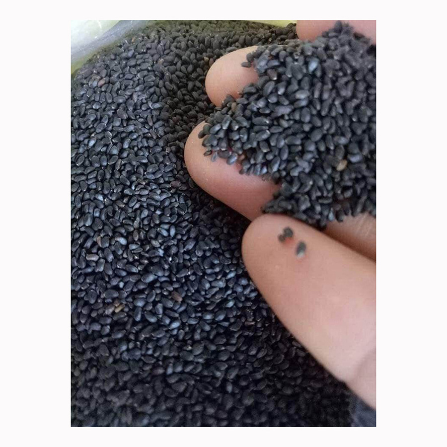 Professional quality Buy Pure Natural Basil Seeds For Weight Loss And Ayurvedic Buy At Cheap Price