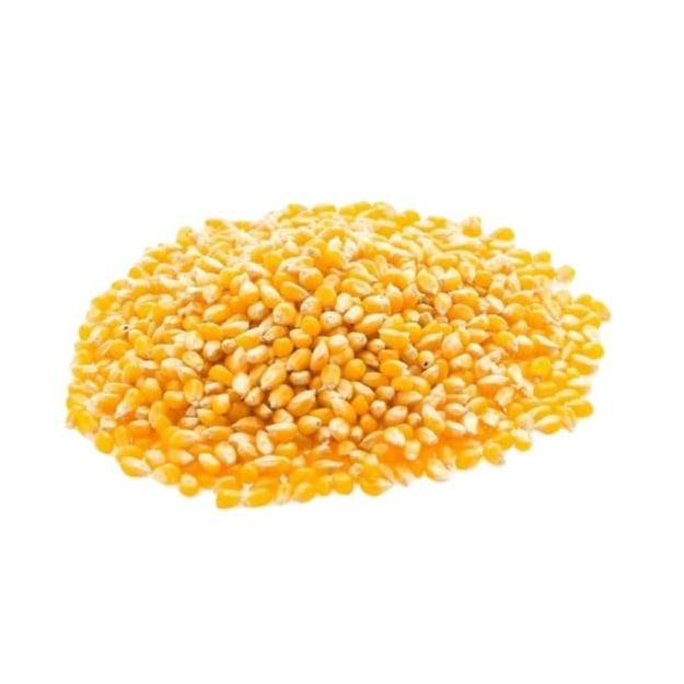 Top Selling Non GMO Maize Corn / Yellow Corn Maize Grade Clean Dried Grade Maize for Human & Animal Feed for sale