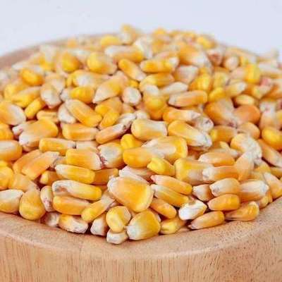 Top Selling Non GMO Maize Corn / Yellow Corn Maize Grade Clean Dried Grade Maize for Human & Animal Feed for sale