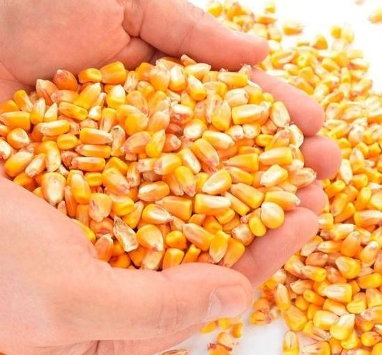 Top Selling Non GMO Maize Corn / Yellow Corn Maize Grade Clean Dried Grade Maize for Human & Animal Feed for sale