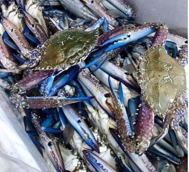 Frozen Blue Swimming Crab for Export High Quality Blue Swimming Crustacean in Great Prices for Export in Bulk