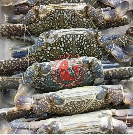 Frozen Blue Swimming Crab for Export High Quality Blue Swimming Crustacean in Great Prices for Export in Bulk